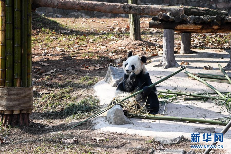 大熊猫尽享冬日暖阳