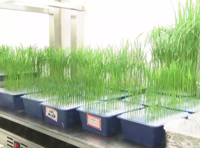2017年度国家科学技术奖励大会丨国家自然科学奖一等奖：水稻高产优质性状形成的分子机理及品种设计