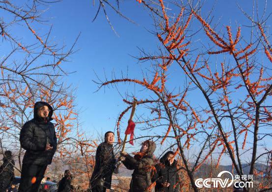 【新时代 新气象 新作为】黑龙江林口：脱贫“摇钱树”挂满“金果果”