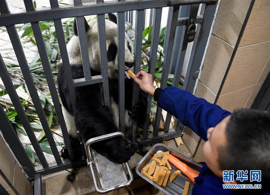 围观！大熊猫冬日里令人羡慕的幸福生活