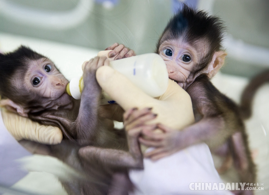 世界生命科学重大突破！两只克隆猴在中国诞生