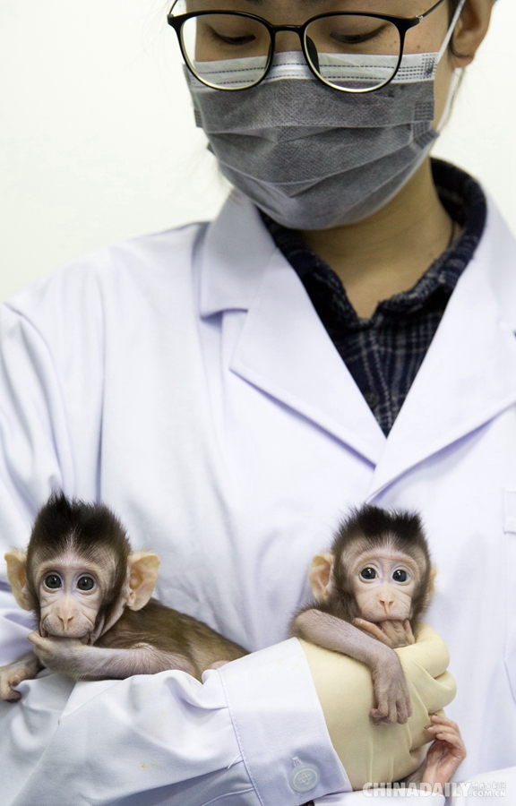 世界生命科学重大突破！两只克隆猴在中国诞生