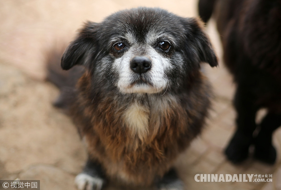 汶川地震中被解救回来的动物在成都的晚年生活