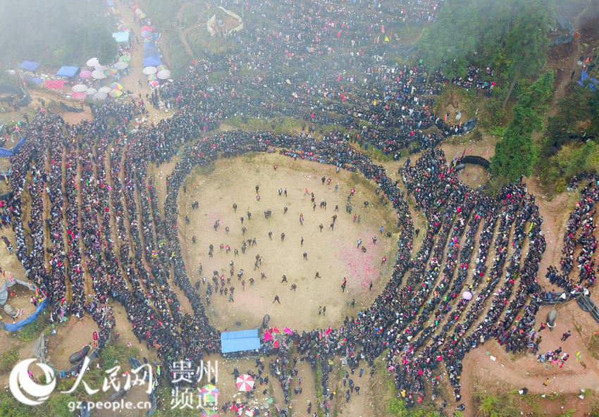 贵州从江：斗牛闹春（高清组图）