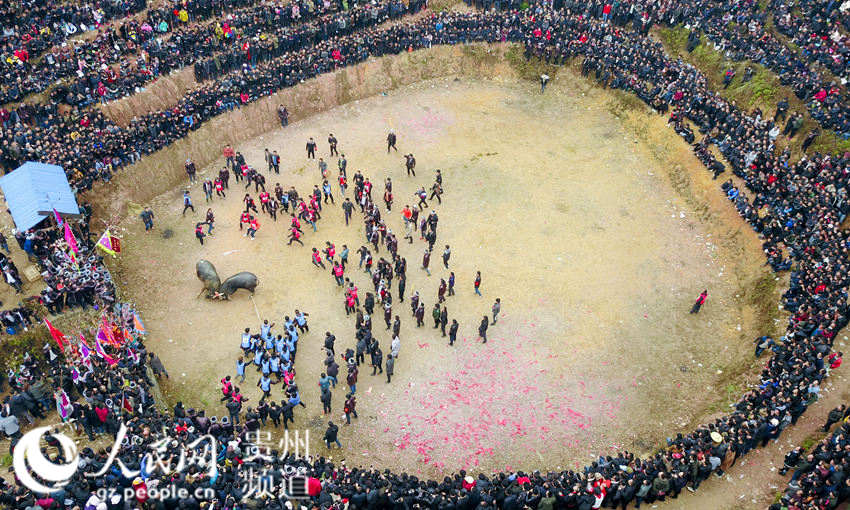 贵州从江：斗牛闹春（高清组图）