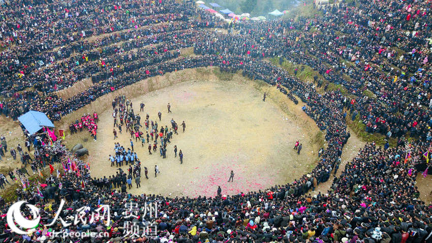 贵州从江：斗牛闹春（高清组图）