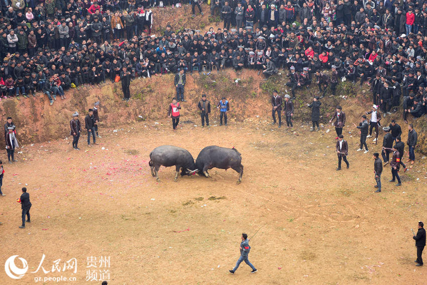 贵州从江：斗牛闹春（高清组图）