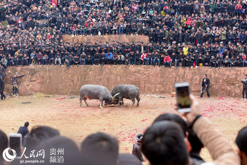贵州从江：斗牛闹春（高清组图）