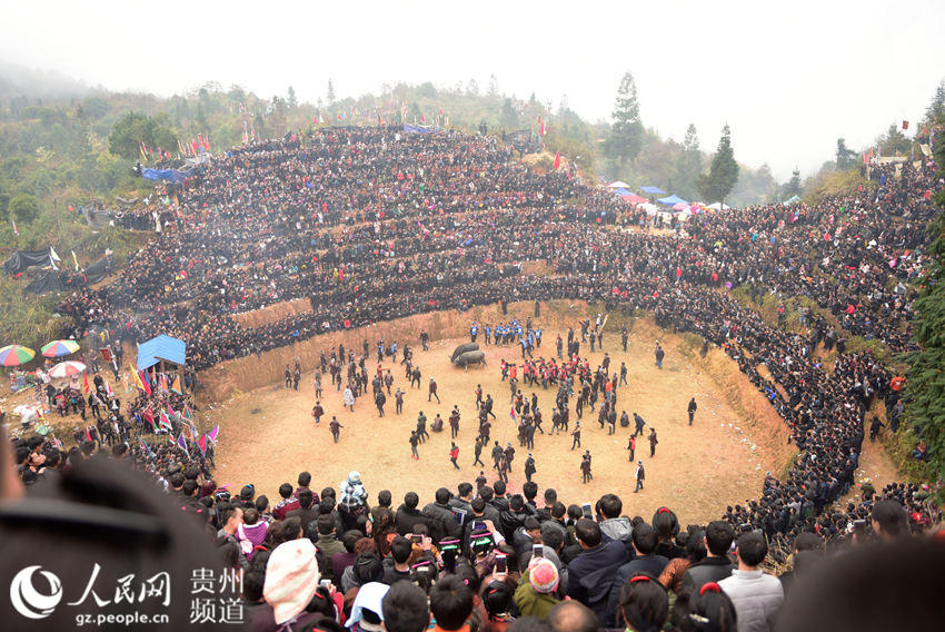 贵州从江：斗牛闹春（高清组图）