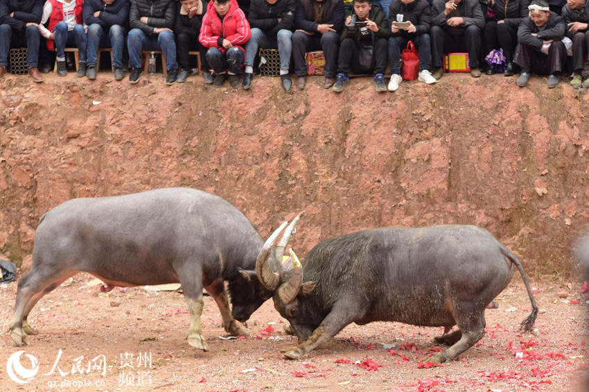 贵州从江:斗牛闹春(高清组图[14 中国日报网