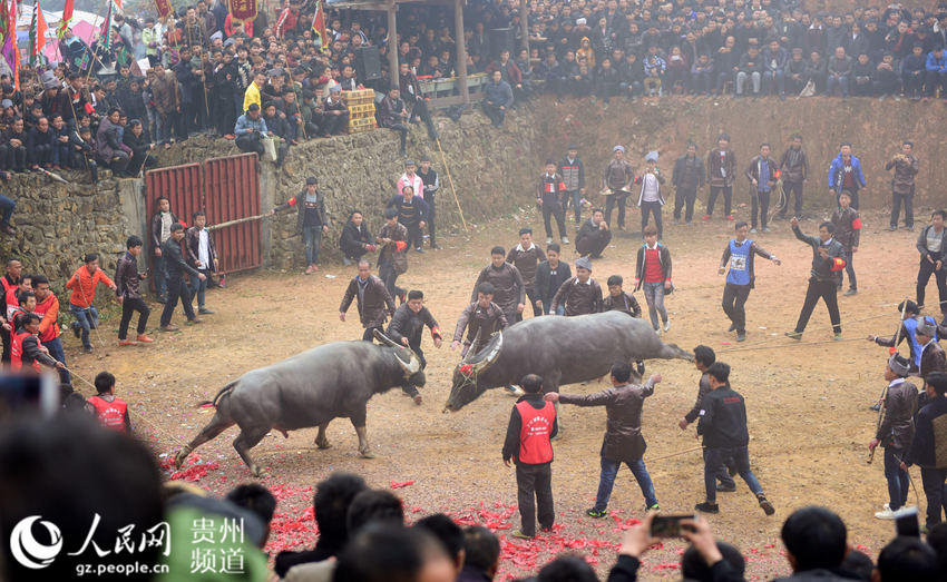 贵州从江：斗牛闹春（高清组图）