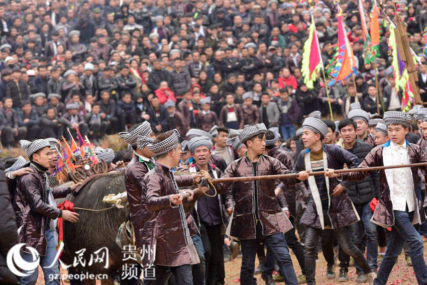 贵州从江：斗牛闹春（高清组图）