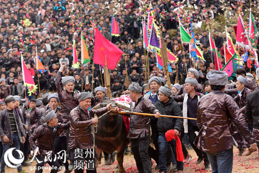 贵州从江：斗牛闹春（高清组图）