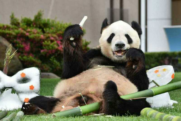 中国旅日大熊猫获日本动物大奖最高奖