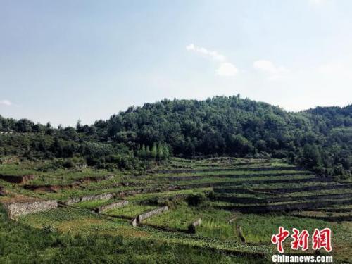 数说中国林业：森林覆盖率达21.66% 今年拟造林超1亿亩
