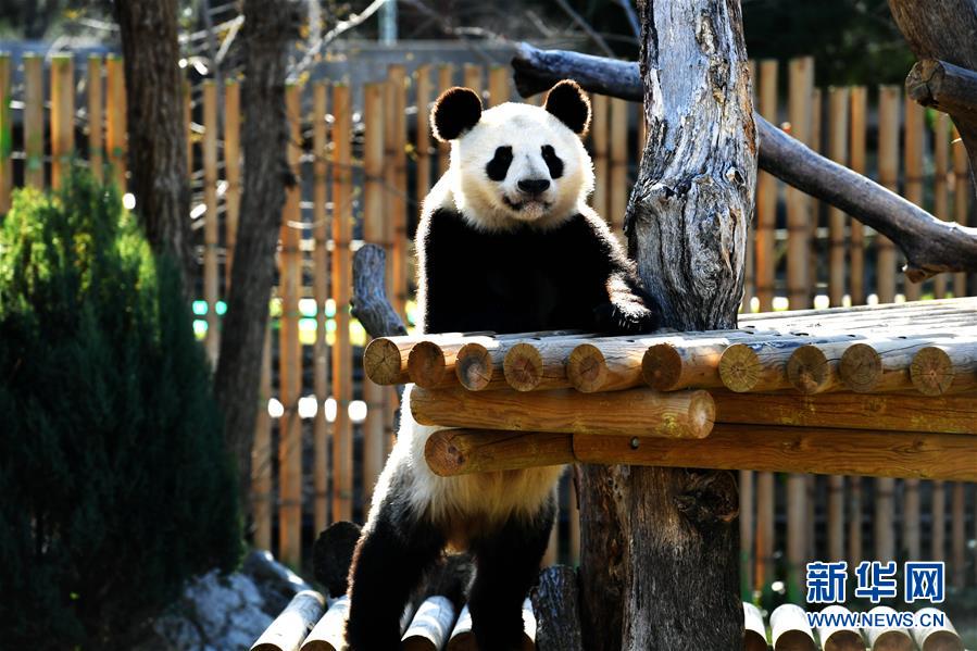 马德里动物园的“熊猫姐妹”