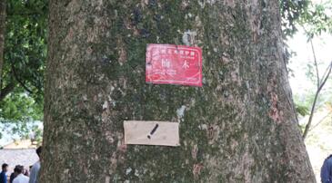 楠木林助力乡村振兴——“第四届全国融媒体看江西活动”采访团走进遂川