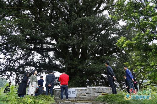 探访遂川塅尾村“天下第一罗汉松” 媒体大咖赞叹不已（图）