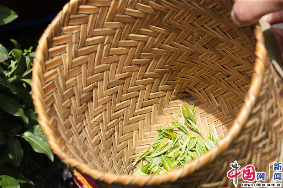 错那县勒门巴民族乡：独一无二“勒仓莲” 乡民致富好帮手
