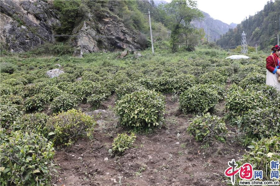 错那县勒门巴民族乡：独一无二“勒仓莲” 乡民致富好帮手
