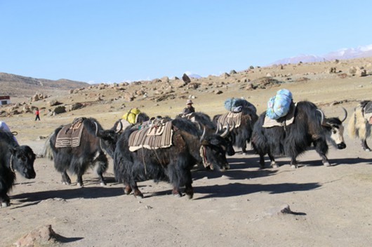 “千山之王”脚下的小村庄 扔羊鞭走致富旅游路