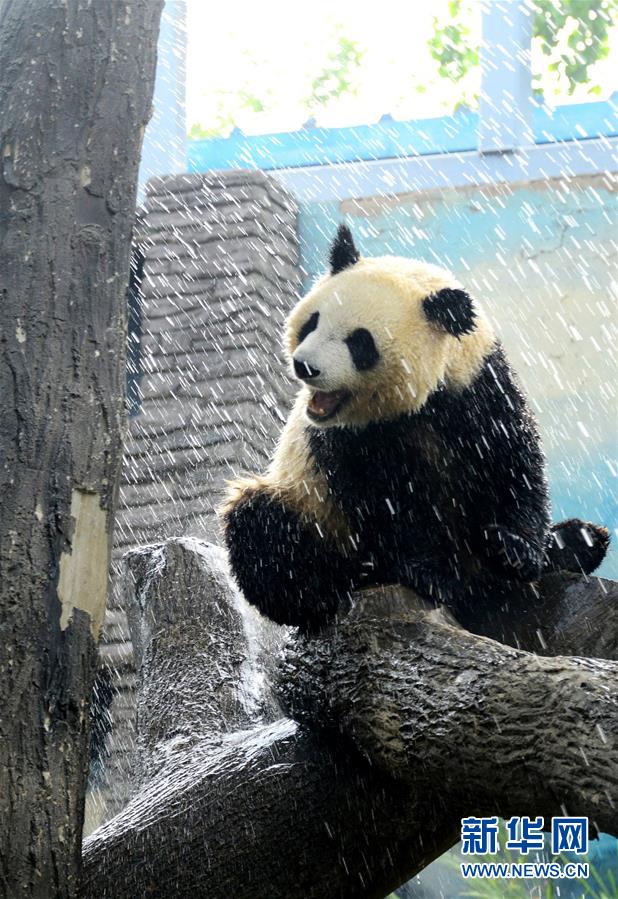 北京动物园：大熊猫淋浴享清凉