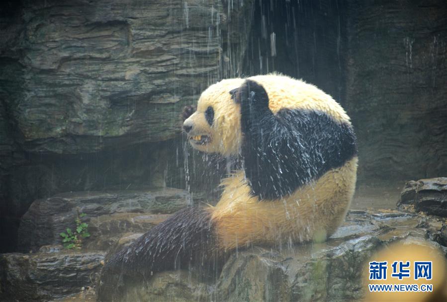 北京动物园：大熊猫淋浴享清凉