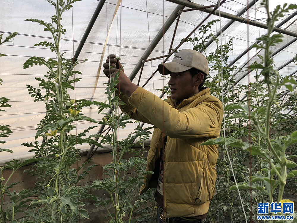 【新时代·幸福美丽新边疆】西藏阿里：生命禁区种出民生蔬果