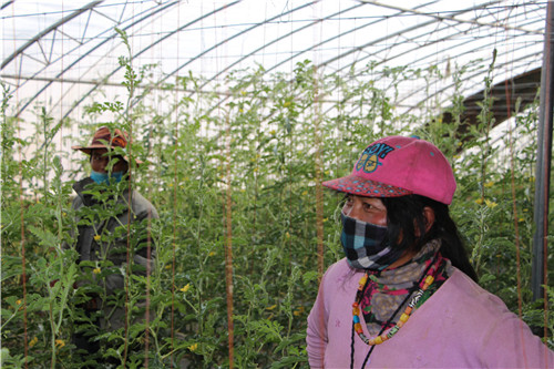 看“生命的禁区”瓜果飘香——噶尔县生态农业产业园