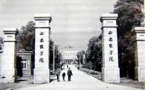 穿35元衣服，喂饱8亿人！这个中国专家又在迪拜沙漠种出了水稻
