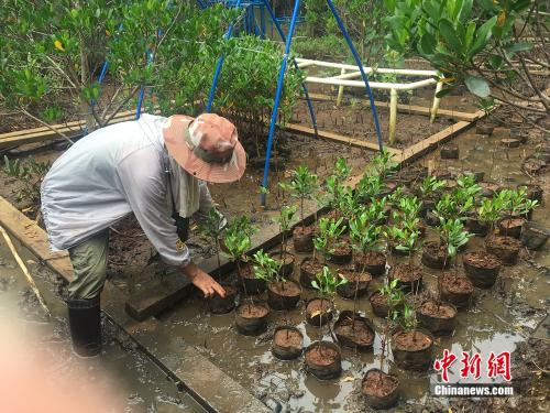 这植物能怀孕？探访中国首个红树林湿地自然保护区