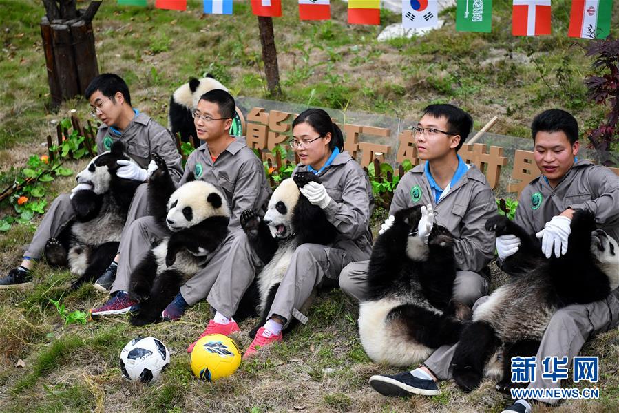熊猫“足球赛” 助威世界杯