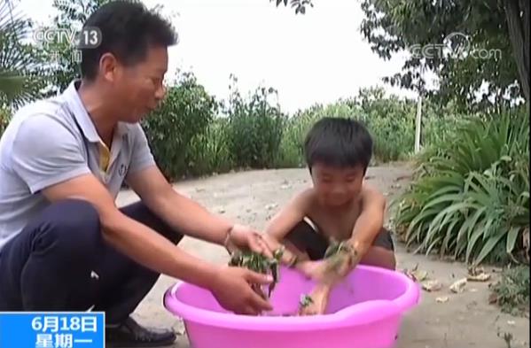 “清明插柳，端午插艾” 端午时节看“艾”的旧俗和新习