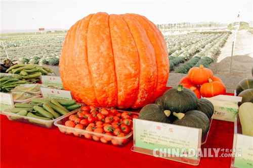 昔日苦甲地，今日“中国（西部）冷凉蔬菜之乡”