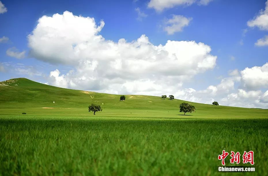 天苍苍野茫茫……盛夏，这里有内蒙古大草原最美的样子