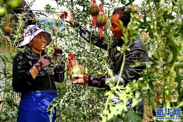 西藏阿里：生态农业促脱贫（图）