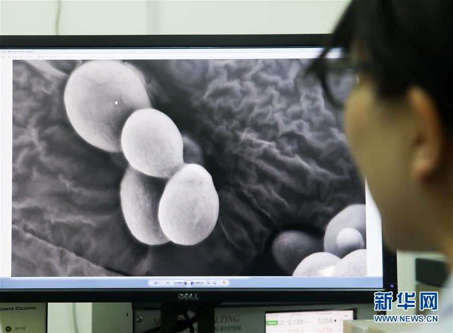 中国“创造”世界首例单条染色体真核细胞