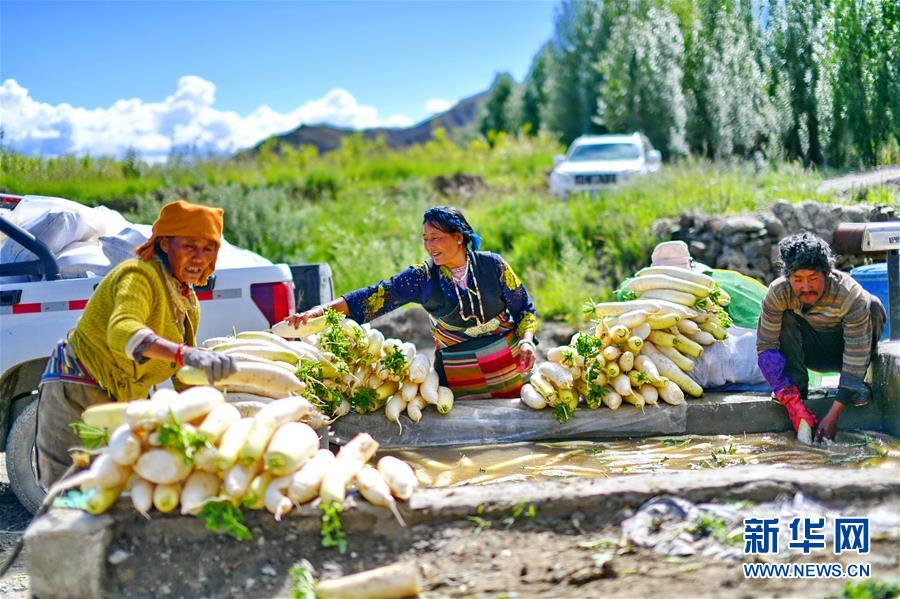 西藏日喀则“萝卜小镇”喜获丰收