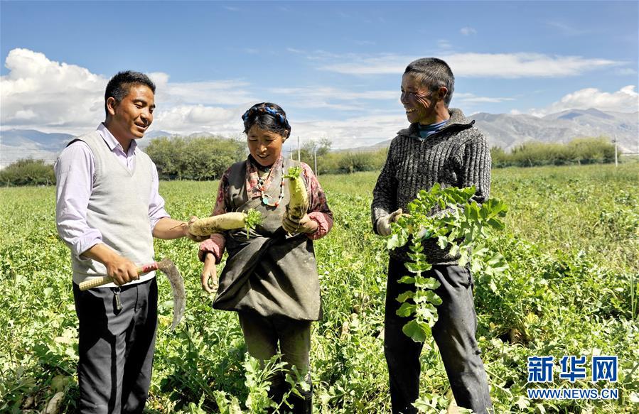 西藏日喀则“萝卜小镇”喜获丰收