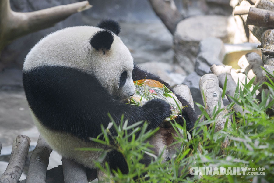 大熊猫“和和”“九九”三周岁生日快乐