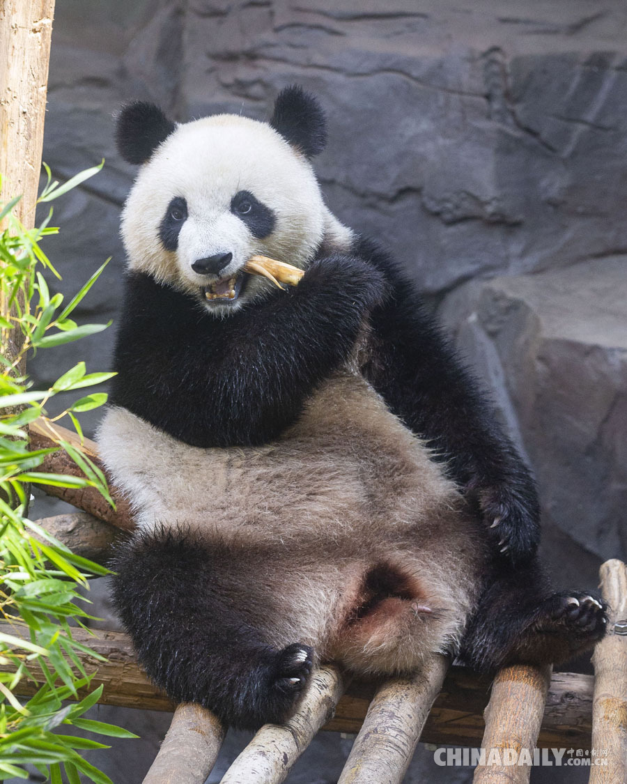 大熊猫“和和”“九九”三周岁生日快乐