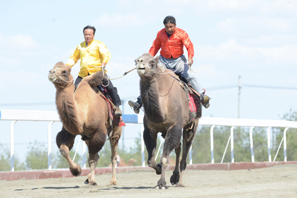 【新时代·幸福美丽新边疆】从交通工具到浑身是宝 新疆骆驼走上产业发展之路