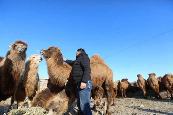 【新时代·幸福美丽新边疆】从交通工具到浑身是宝 新疆骆驼走上产业发展之路