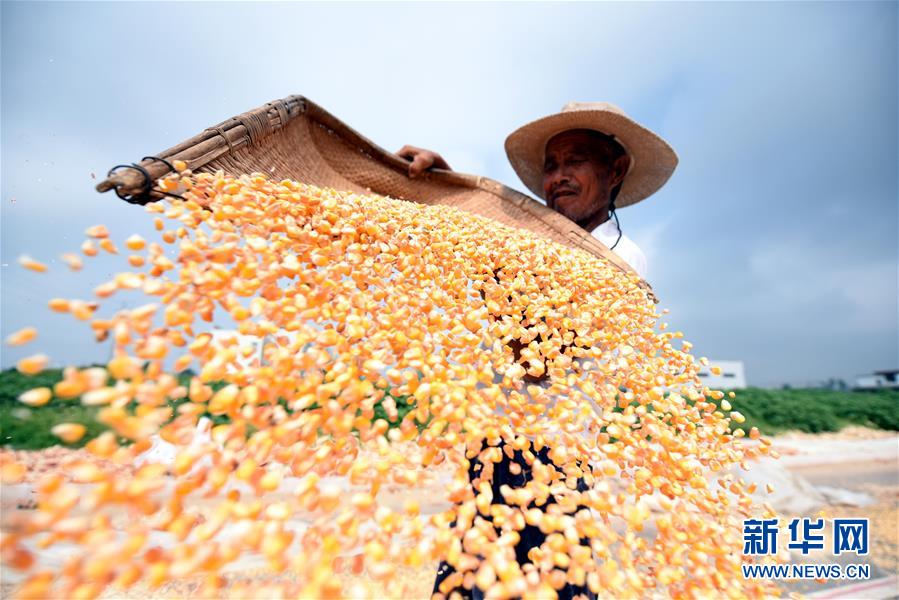 山东郯城十万余亩玉米丰收