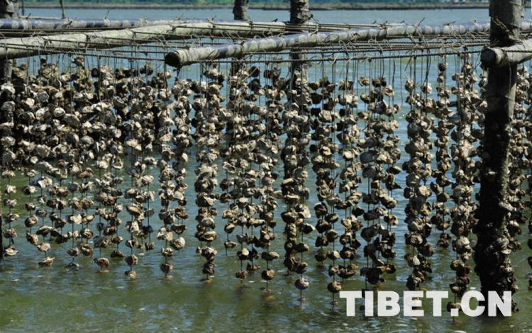 【新时代·幸福美丽新边疆】探访中国蚝乡养殖产业 看高品质生蚝如何长成