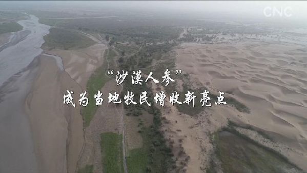 点沙成金！塔克拉玛干的“沙漠人参”