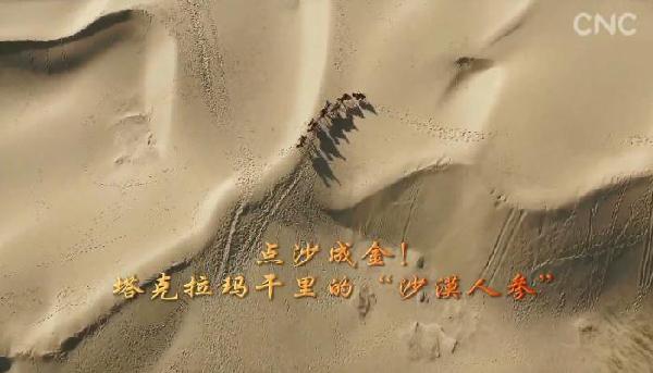 点沙成金！塔克拉玛干的“沙漠人参”