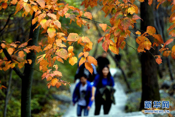 秋叶红啦！多地送出赏叶“大礼包” 快来瞅瞅
