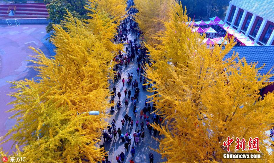 沈阳高校举办银杏节 树叶色彩斑斓犹如童话世界