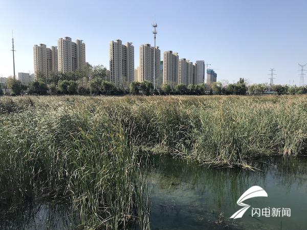【美丽中国·网络媒体生态行】青岛李村河：从臭水沟变身为城市生态长廊